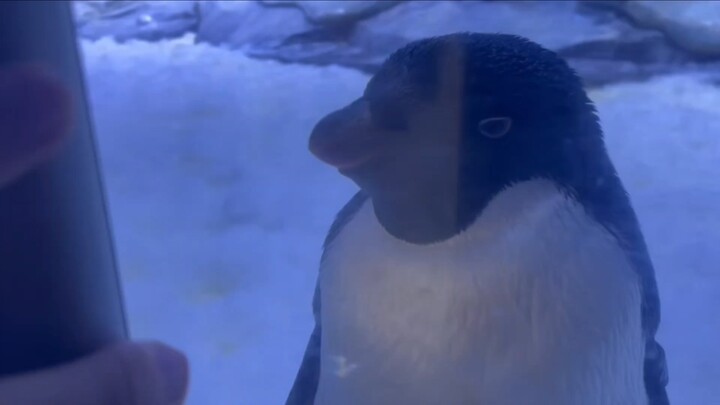 Show the penguin the coo-coo sounds!
