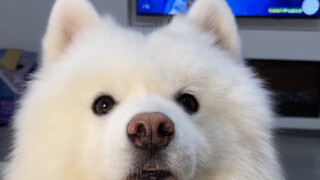 The little doggy smiles as soon as you praise it! Turns out it loves being complimented too.