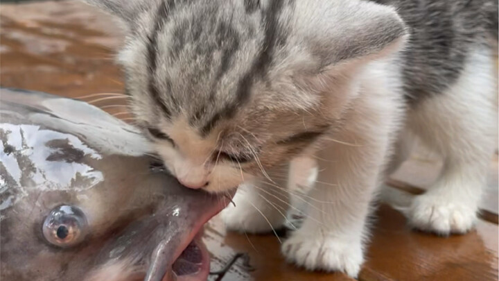 The boss said this fish can be steamed, braised in red sauce, or used to make soup, but I’m at a los