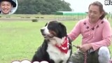 Mengamati domba Jepang "Bagaimana reaksi anjing jika pemiliknya diculik di depan anjingnya"