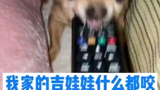 吉娃娃什么都咬，那洋葱和柠檬呢？