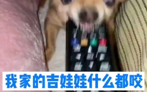 Anjing Chihuahua akan mengunyah apa saja, jadi bagaimana dengan bawang dan lemon?