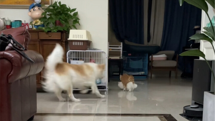 เจ้าเสี่ยวไป๋ขาสั้นตัวน้อย ปกติเวลาทะเลาะกับตัวโต๊ะโต๊ะมักจะสู้ไม่ได้ แต่เวลากินข้าวเท่านั้นแหละ ตัว