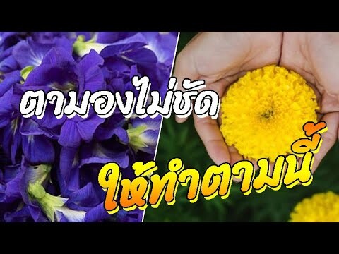 "อัญชัน-ดาวเรือง" 2สมุนไพร ช่วยบำรุงดวงตา แก้ปัญหาการมองเห็น มองไม่ชัด