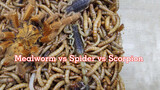 [Reptiles] 1000 Mealworms vs Spider vs Scorpion
