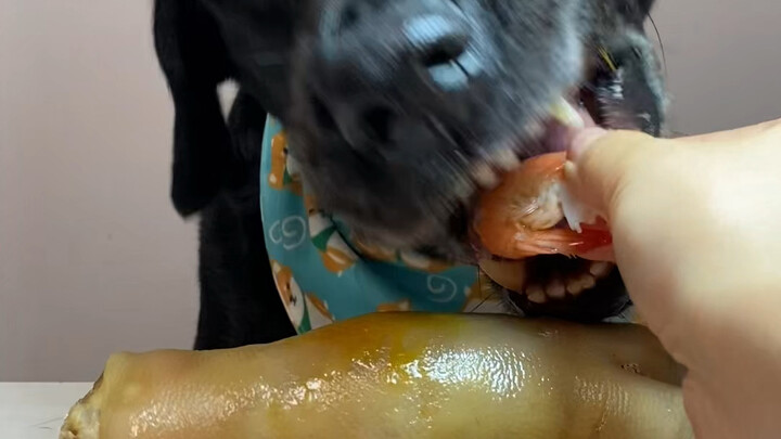 เมื่อวานพลาดทำให้มันกินข้าวไปสองชามเลย…