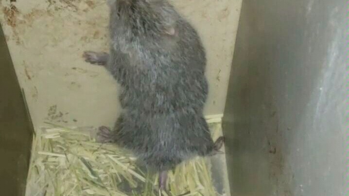 Even bamboo rats can dance, you know.
