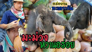 ระทึก..มะม่วงอร่อยจนช้างทะเลาะกัน