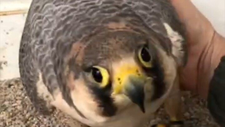 Cô gái dễ thương hết lòng tin tưởng bạn