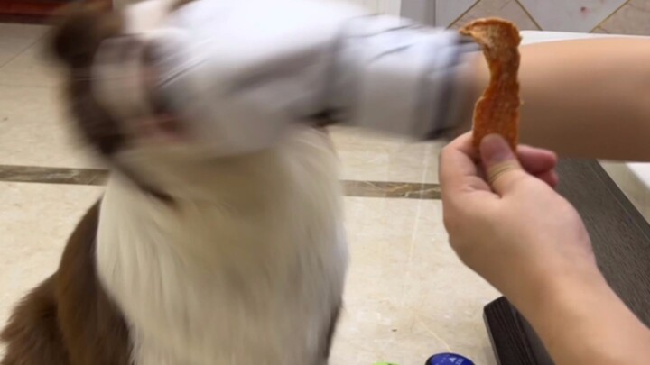 Chó chăn cừu: Tôi đã kịp phản ứng rồi!