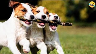 Best funny ANIMALS videos😂 Funniest CATS🐱 and DOGS🐶 2024