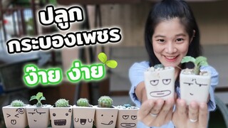 วิธีแยกต้นกระบองเพชรออกจากพ่อแม่ (cactus)