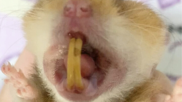 Do hamsters need their teeth trimmed regularly?