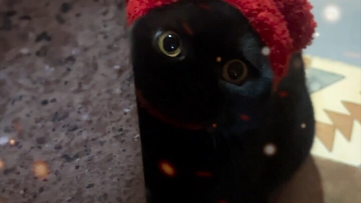 Bola batu bara kecil ini benar-benar bikin aku kaget! Kalau nggak lihat sampai akhir, beneran nggak 