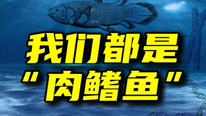 为什么说“鲸鱼也是鱼”