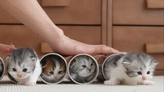 一起来玩滚筒猫猫吧~~