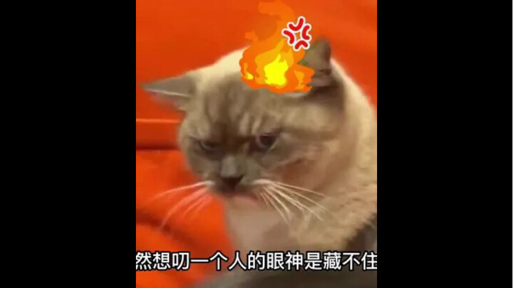 Pertarungan Menggemaskan Antara Anak Nakal dan Kucing: Siapa yang Akan Menang?