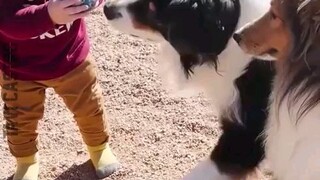 STRONG BOND BETWEEN KID AND PET 🥰😍