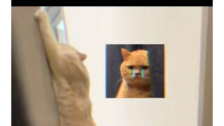 Cat: You pushed me into the sea and despised me for being a prostitute