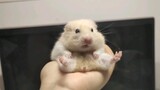 Cute Hamster Compilation
