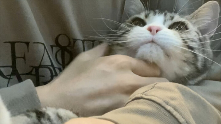 طرق تنقل الهريرة الصغيرة