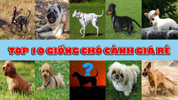 TOP 10 GIỐNG CHÓ CẢNH GIÁ RẺ MÀ ĐẸP 2022