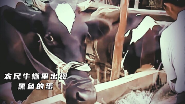 ลูกวัวออกไข่แปลกๆ และชายชราต้องการยื่นขอบันทึกสถิติโลกกินเนสส์