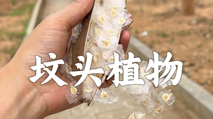 Trồng một cây Lửa, năm nào cũng ra quả, năm nào cũng tự động “rải tiền”.