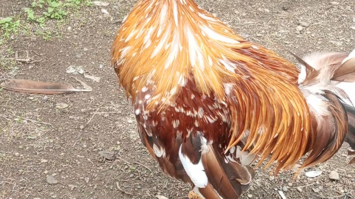Spangled