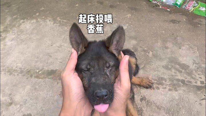 小外甥带来一只小狗.......