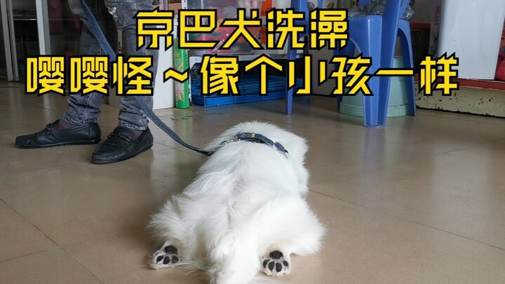 เจ้าปักกิ่งตัวน้อยถูกผูกไว้ข้างถนน ยังรอไม่ทันให้เจ้าของมารับกลับบ้าน ตอนอาบน้ำก็แค่อุ้มไว้แล้วปลอบๆ