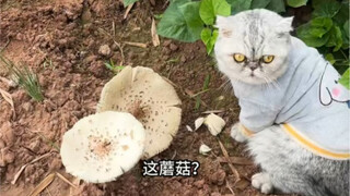 Ya Tuhan, aku berlari ke alam liar untuk makan jamur