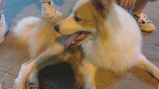 [Golden Border Collie] Kẻ cặn bã nghiện vòng tay của nhiều cô gái trẻ