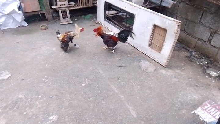 spar ni pandak
