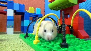 ภารกิจของหนูแฮมสเตอร์ EP 167