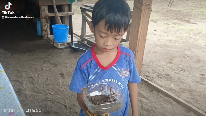 agressive mini crabs caught on cam