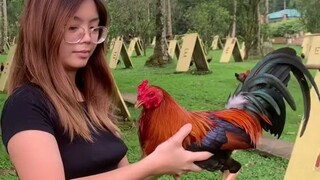 tayung tayu ung manok