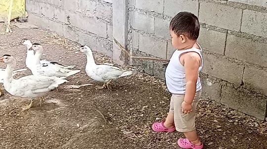 Cute baby playing with ducks and dancing