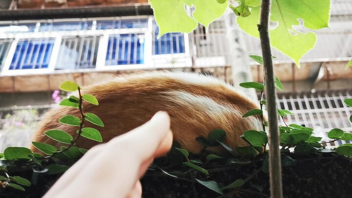 Nyolong bakpao dari sarang kucing jalanan di pinggir jalan, makan gratis tanpa bayar sampai empat ka