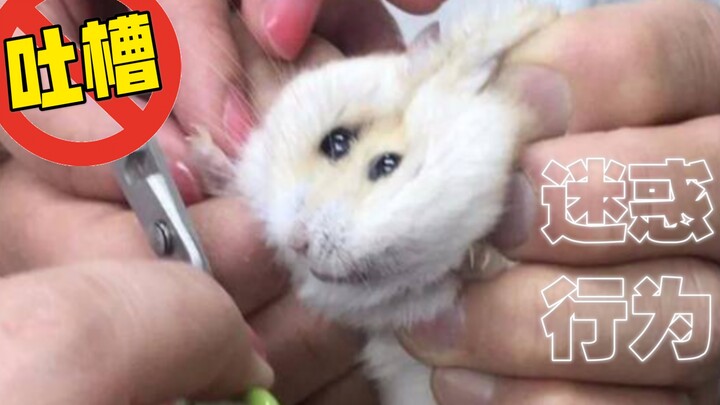 Hành vi khó hiểu của con người khi nuôi chuột hamster. Chuột hamster Syria, gấu vàng, thần thoại, tr