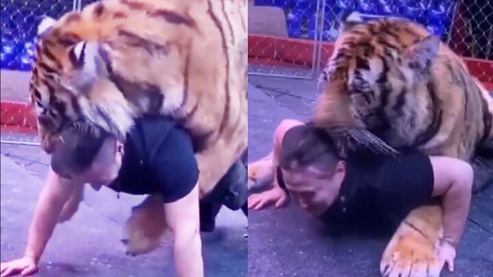 How to Do Push-ups with a Tiger