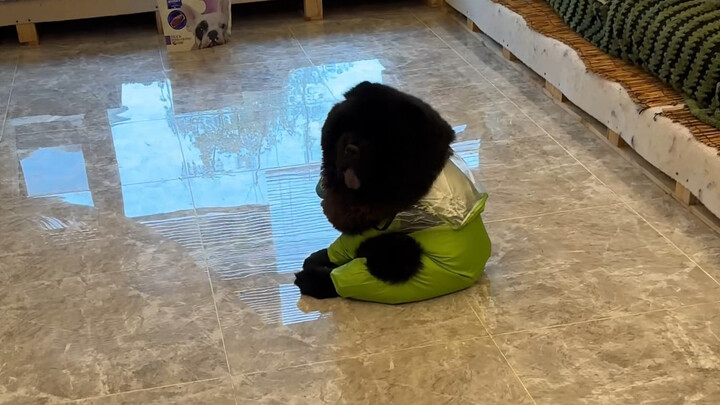 Chó con: Cái áo mưa chết tiệt này!