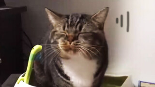 The Cat's Faces When Constipated