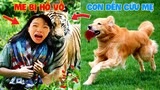 Thú Cưng Vlog | Chó Gâu Đần Golden Troll Mẹ #32 | Chó golden vui nhộn | Funny pets smart dog