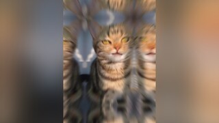 Nói thật nhé ko ❤️ thì uổng lắm 🥺 bị mê em này lắm 😘 meomuoi xuhuong meocute mồnlèo fypシ catslove MenuQuanCafe catstagram hoiyeumeo love