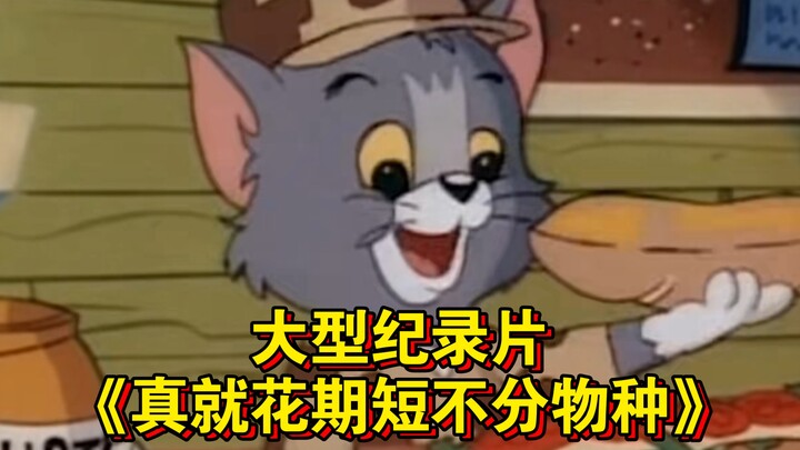 Bộ phim tài liệu quy mô lớn “Đúng là thời kỳ nở hoa ngắn, không phân biệt loài” vẫn đang được phát s