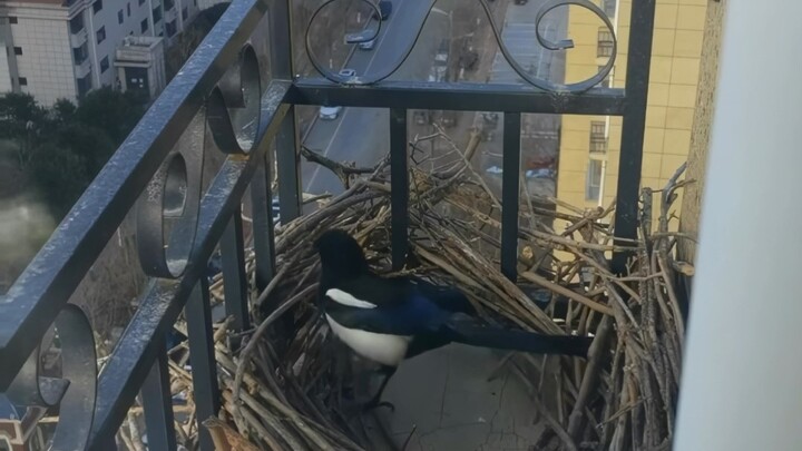 Magpies have started building a nest on the bay window—how can I get rid of them?