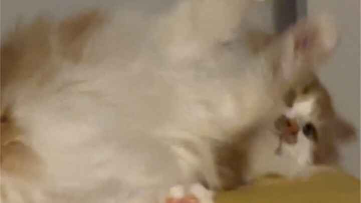 This “twist-and-kill” move is absolutely mind-blowing even in the entire cat world!