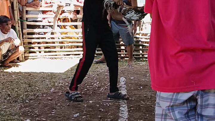 David vs Goliath😄(pula s amin)