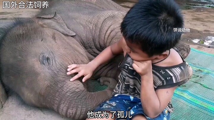 The baby elephant treats the boy like its mom and needs him to lull it to sleep every day—so cute!